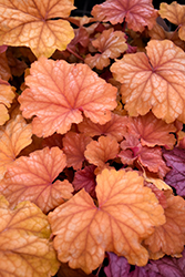 Champagne Coral Bells (Heuchera 'Champagne') at Valley View Farms