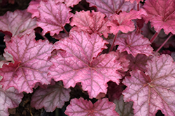 Berry Smoothie Coral Bells (Heuchera 'Berry Smoothie') at Valley View Farms