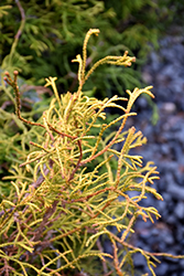 Lemon Twist Threadleaf Falsecypress (Chamaecyparis pisifera 'Lemon Twist') at Valley View Farms