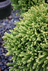 Dragon Prince Japanese Cedar (Cryptomeria japonica 'sPg-3-014') at Valley View Farms