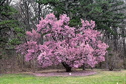 Okame Flowering Cherry (Prunus 'Okame') at Valley View Farms