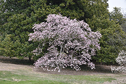 Leonard Messel Magnolia (Magnolia x loebneri 'Leonard Messel') at Valley View Farms