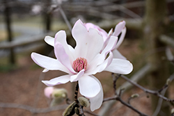 Star Magnolia (Magnolia stellata) at Valley View Farms