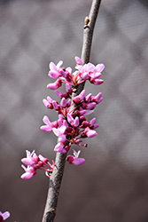 Traveller Weeping Redbud (Cercis canadensis 'Traveller') at Valley View Farms