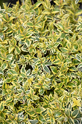 Radiance Abelia (Abelia x grandiflora 'Radiance') at Valley View Farms