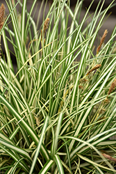 Evergold Variegated Japanese Sedge (Carex oshimensis 'Evergold') at Valley View Farms