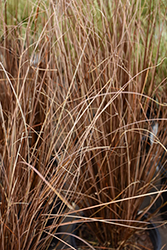 Red Rooster Sedge (Carex buchananii 'Red Rooster') at Valley View Farms