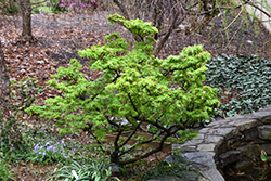 Mikawa Yatsubusa Japanese Maple (Acer palmatum 'Mikawa Yatsubusa') at Valley View Farms