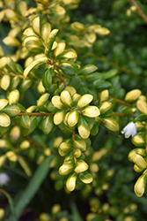 Drops Of Gold Japanese Holly (Ilex crenata 'Drops Of Gold') at Valley View Farms