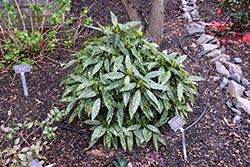 Hosoba Hoshifu Aucuba (Aucuba japonica 'Hosoba Hoshifu') at Valley View Farms