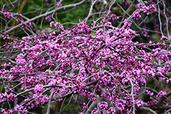 Traveller Weeping Redbud (Cercis canadensis 'Traveller') at Valley View Farms