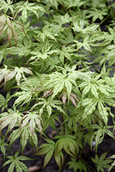 Peaches And Cream Japanese Maple (Acer palmatum 'Peaches And Cream') at Valley View Farms