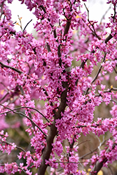 The Rising Sun Redbud (Cercis canadensis 'The Rising Sun') at Valley View Farms