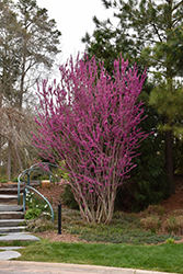 Avondale Redbud (Cercis chinensis 'Avondale') at Valley View Farms