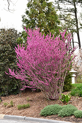 Avondale Redbud (Cercis chinensis 'Avondale') at Valley View Farms