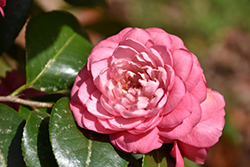 April Rose Camellia (Camellia japonica 'April Rose') at Valley View Farms