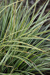 EverColor Everest Japanese Sedge (Carex oshimensis 'Carfit01') at Valley View Farms