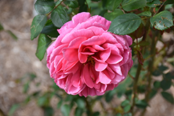 Dee-Lish Rose (Rosa 'Meiclusif') at Valley View Farms