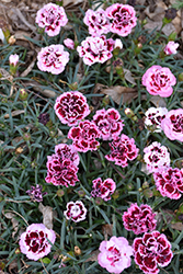 Odessa Pierrot Pinks (Dianthus caryophyllus 'HILPROT') at Valley View Farms