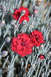 Fruit Punch Maraschino Pinks (Dianthus 'Maraschino') at Valley View Farms
