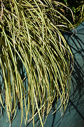 EverColor Eversheen Japanese Sedge (Carex oshimensis 'Eversheen') at Valley View Farms