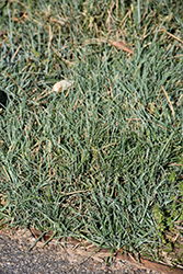 Blue Zinger Blue Sedge (Carex flacca 'Blue Zinger') at Valley View Farms