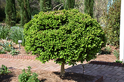 Common Boxwood (tree form) (Buxus sempervirens '(tree form)') at Valley View Farms