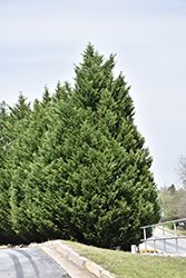 Leyland Cypress (Cupressocyparis x leylandii) at Valley View Farms