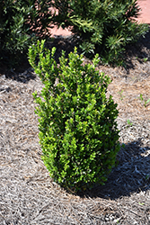 Baby Gem Boxwood (Buxus microphylla 'Gregem') at Valley View Farms