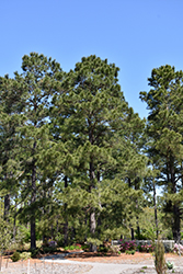 Loblolly Pine (Pinus taeda) at Valley View Farms