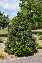 Oak Leaf Holly (Ilex 'Conaf') at Valley View Farms