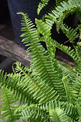 Sword Fern (Nephrolepis cordifolia) at Valley View Farms