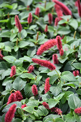 Dwarf Chenille Plant (Acalypha pendula) at Valley View Farms