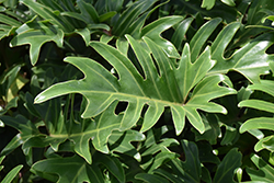 Xanadu Philodendron (Philodendron 'Winterbourn') at Valley View Farms