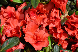 Encore Autumn Embers Azalea (Rhododendron 'Conleb') at Valley View Farms