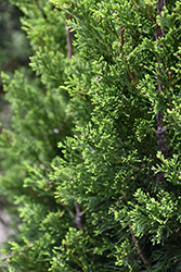 Brodie Redcedar (Juniperus virginiana 'Brodie') at Valley View Farms