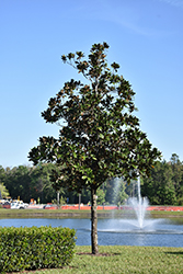 Southern Magnolia (Magnolia grandiflora) at Valley View Farms