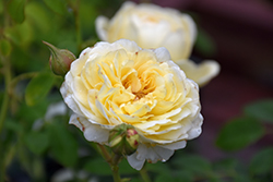 Claire Austin Rose (Rosa 'Ausprior') at Valley View Farms