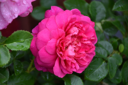 Princess Anne Rose (Rosa 'Auskitchen') at Valley View Farms