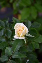 Bridal Sunblaze Rose (Rosa 'Meilmera') at Valley View Farms