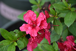 ReBLOOM Red Magnificence Azalea (Rhododendron 'RLH1-10P18') at Valley View Farms
