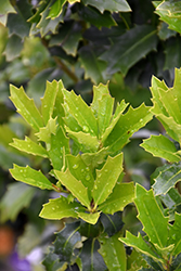 Oak Leaf Holly (Ilex 'Conaf') at Valley View Farms