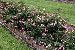Sweet Drift Rose (Rosa 'Meiswetdom') at Valley View Farms