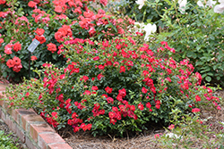 Red Drift Rose (Rosa 'Meigalpio') at Valley View Farms