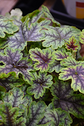 Tapestry Foamy Bells (Heucherella 'Tapestry') at Valley View Farms