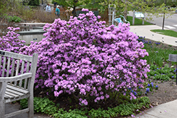 P.J.M. Rhododendron (Rhododendron 'P.J.M.') at Valley View Farms