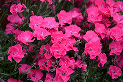 Vivid Bright Light Pinks (Dianthus 'Uribest52') at Valley View Farms