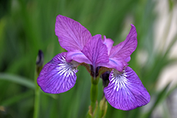 Chilled Wine Siberian Iris (Iris sibirica 'Chilled Wine') at Valley View Farms