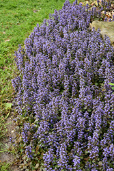 Caitlin's Giant Bugleweed (Ajuga reptans 'Caitlin's Giant') at Valley View Farms