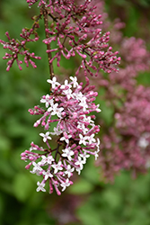 Hers Manchurian Lilac (Syringa pubescens 'Hers') at Valley View Farms